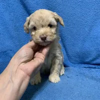 Nala , a female Miniature Goldendoodle for sale in Fort Myers, FL – Photo 6 of 10