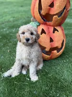 Nala, a female Miniature Goldendoodle for sale in Fort Myers, FL – Photo 1 of 3