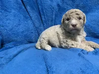 Lea, a female Miniature Goldendoodle for sale in Fort Myers, FL – Photo 3 of 7