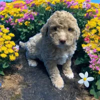 Lea, a female Miniature Goldendoodle for sale in Fort Myers, FL – Photo 7 of 7