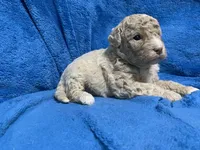 Lea, a female Miniature Goldendoodle for sale in Fort Myers, FL – Photo 4 of 7