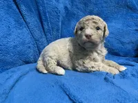 Lea, a female Miniature Goldendoodle for sale in Fort Myers, FL – Photo 2 of 7