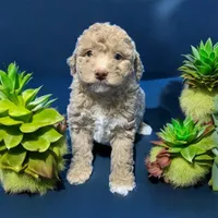 Lea, a female Miniature Goldendoodle for sale in Fort Myers, FL – Photo 6 of 7