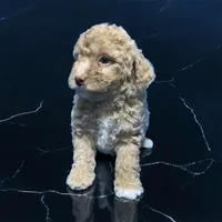 Lea, a female Miniature Goldendoodle for sale in Fort Myers, FL – Photo 1 of 7