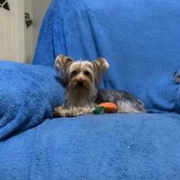 Chloe , a female Yorkshire Terrier for sale in Fort Myers, FL – Photo 1 of 2