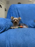 Chloe , a female Yorkshire Terrier for sale in Fort Myers, FL – Photo 1 of 2