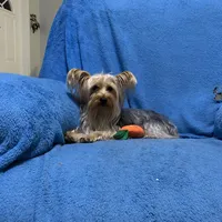 Chloe , a female Yorkshire Terrier for sale in Fort Myers, FL – Photo 2 of 2