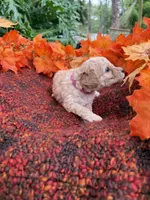 Pink, a female Miniature Goldendoodle for sale in Fort Myers, FL – Photo 2 of 4