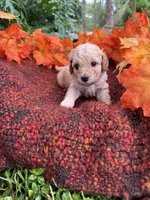 Pink, a female Miniature Goldendoodle for sale in Fort Myers, FL – Photo 4 of 4