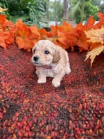 Pink, a female Miniature Goldendoodle for sale in Fort Myers, FL – Photo 3 of 4