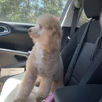 Klaus , a male Poodle - Miniature  for sale in Fort Myers, FL – Photo 2 of 5