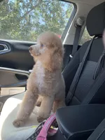 Klaus , a male Poodle - Miniature  for sale in Fort Myers, FL – Photo 2 of 5