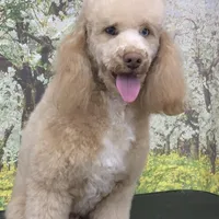 Klaus , a male Poodle - Miniature  for sale in Fort Myers, FL – Photo 1 of 5