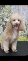 Klaus , a male Poodle - Miniature  for sale in Fort Myers, FL – Photo 1 of 5