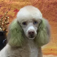 Klaus , a male Poodle - Miniature  for sale in Fort Myers, FL – Photo 4 of 5