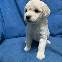 Lilo , a female Miniature Goldendoodle for sale in Fort Myers, FL – Photo 3 of 10