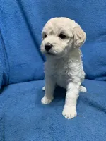 Lilo , a female Miniature Goldendoodle for sale in Fort Myers, FL – Photo 1 of 10