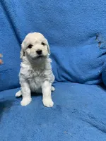 Lilo , a female Miniature Goldendoodle for sale in Fort Myers, FL – Photo 2 of 10