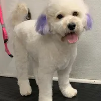 Lilo , a female Miniature Goldendoodle for sale in Fort Myers, FL – Photo 8 of 10