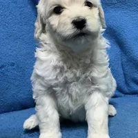 Lilo , a female Miniature Goldendoodle for sale in Fort Myers, FL – Photo 2 of 10