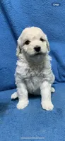 Lilo , a female Miniature Goldendoodle for sale in Fort Myers, FL – Photo 8 of 10