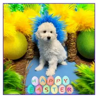 Lilo , a female Miniature Goldendoodle for sale in Fort Myers, FL – Photo 1 of 10