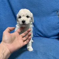 Lilo , a female Miniature Goldendoodle for sale in Fort Myers, FL – Photo 5 of 10