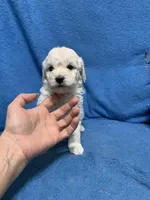 Lilo , a female Miniature Goldendoodle for sale in Fort Myers, FL – Photo 3 of 10