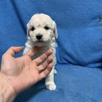 Lilo , a female Miniature Goldendoodle for sale in Fort Myers, FL – Photo 7 of 10