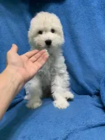 Lilo , a female Miniature Goldendoodle for sale in Fort Myers, FL – 6 of 8