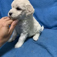 Lilo , a female Miniature Goldendoodle for sale in Fort Myers, FL – Photo 4 of 10
