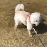 Lilo , a female Miniature Goldendoodle for sale in Fort Myers, FL – Photo 6 of 10