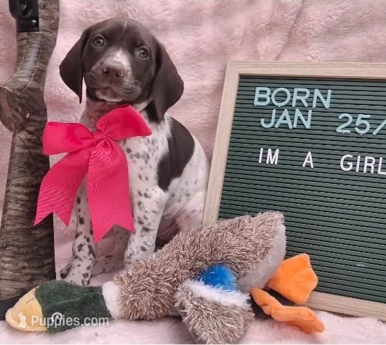 Sunny – German Shorthaired Pointer puppy for sale in Oneida, NY