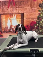 Rosie, a female German Shorthaired Pointer for sale in Oneida, NY – Photo 1 of 2