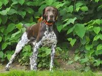 Rosie, a female German Shorthaired Pointer for sale in Oneida, NY – Photo 2 of 2