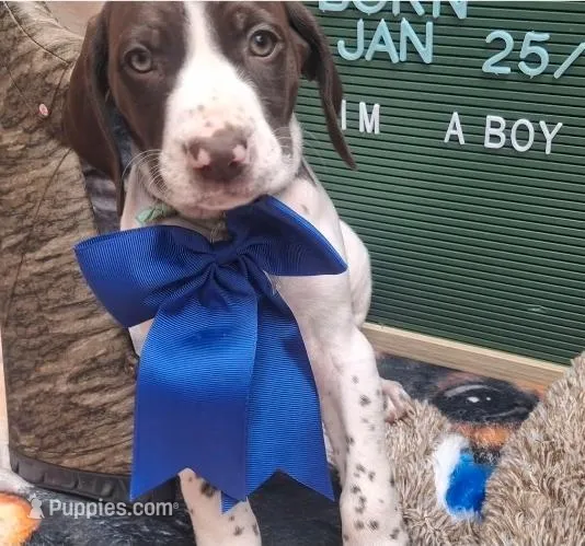Benny  – German Shorthaired Pointer puppy for sale in Oneida, NY
