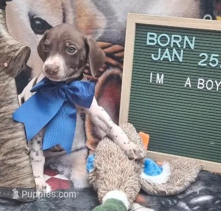 Bucky – German Shorthaired Pointer puppy for sale in Oneida, NY