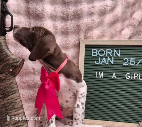 Rosie – German Shorthaired Pointer puppy for sale in Oneida, NY