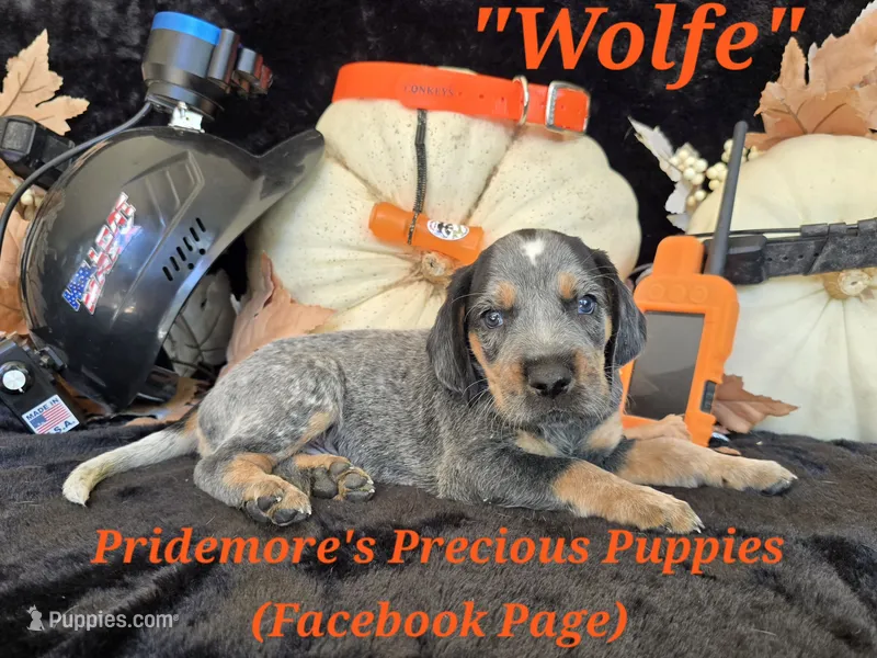 UKC, PKC "Wolfe" – Bluetick Coonhound puppy for sale in Norwood, MO