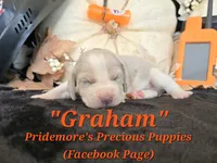 "Graham" Blue Tri Merle~ACA, a male Beagle for sale in Norwood, MO – 8 of 10