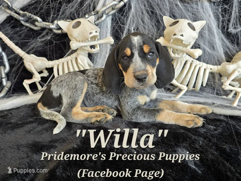 UKC, PKC "Willa" – Bluetick Coonhound puppy for sale in Norwood, MO