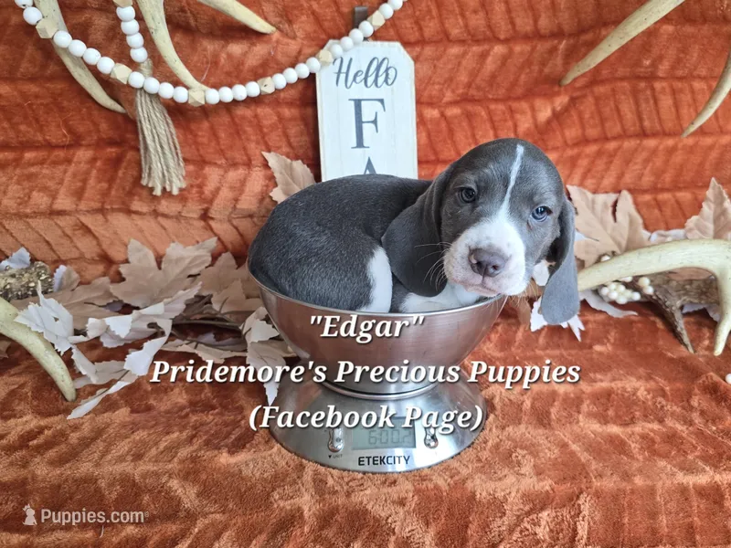 Blue&White "Edgar" ACA – Beagle puppy for sale in Norwood, MO