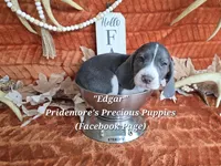 Blue&White "Edgar" ACA, a female Beagle for sale in Norwood, MO – 1 of 6