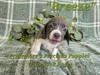 ACA "Breeze" Blue&White, a female Beagle for sale in Norwood, MO – 6 of 10