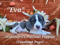 "Eva" ACA Blue&White, a female Beagle for sale in Norwood, MO – 3 of 5