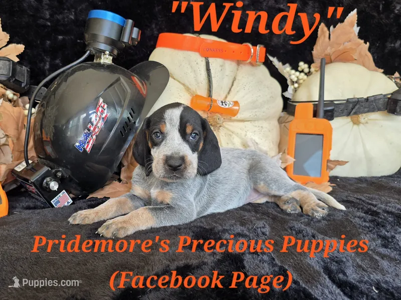UKC, PKC "Windy" – Bluetick Coonhound puppy for sale in Norwood, MO