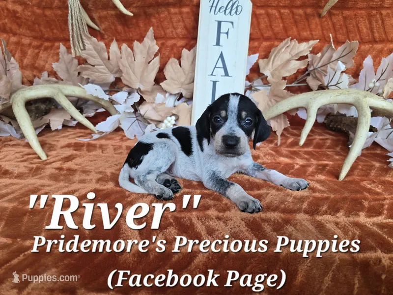 UKC "River" – English Coonhound, Bluetick Coonhound puppy for sale in Norwood, MO