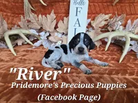 UKC "River", a female English Coonhound and Bluetick Coonhound for sale in Norwood, MO – 1 of 1