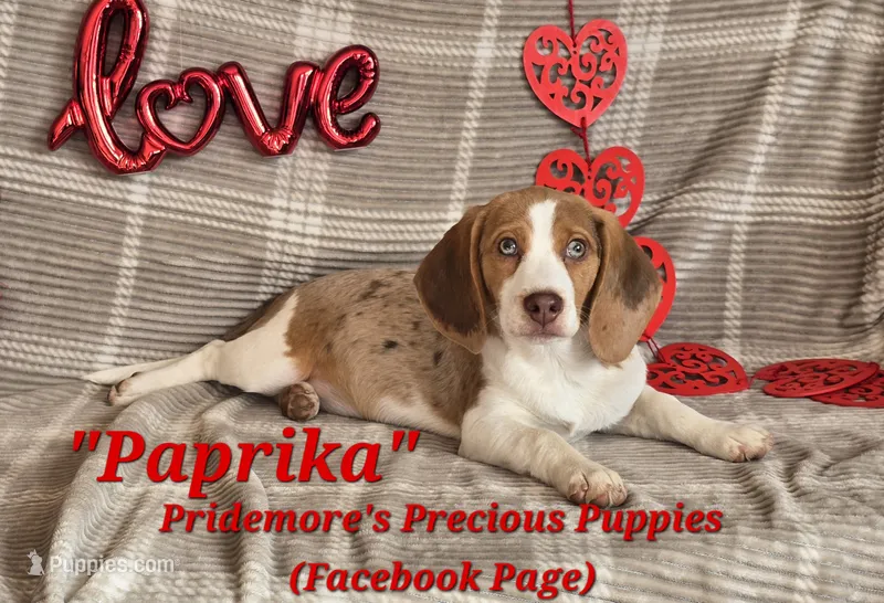 ACA "Paprika" Choc. Tri Merle