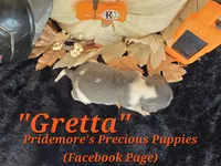 "Gretta" Blue Tri~ACA, a female Beagle for sale in Norwood, MO – 6 of 7